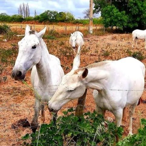 Quinta Marinhais Para Ferias No Ribatejo Buitenkant foto