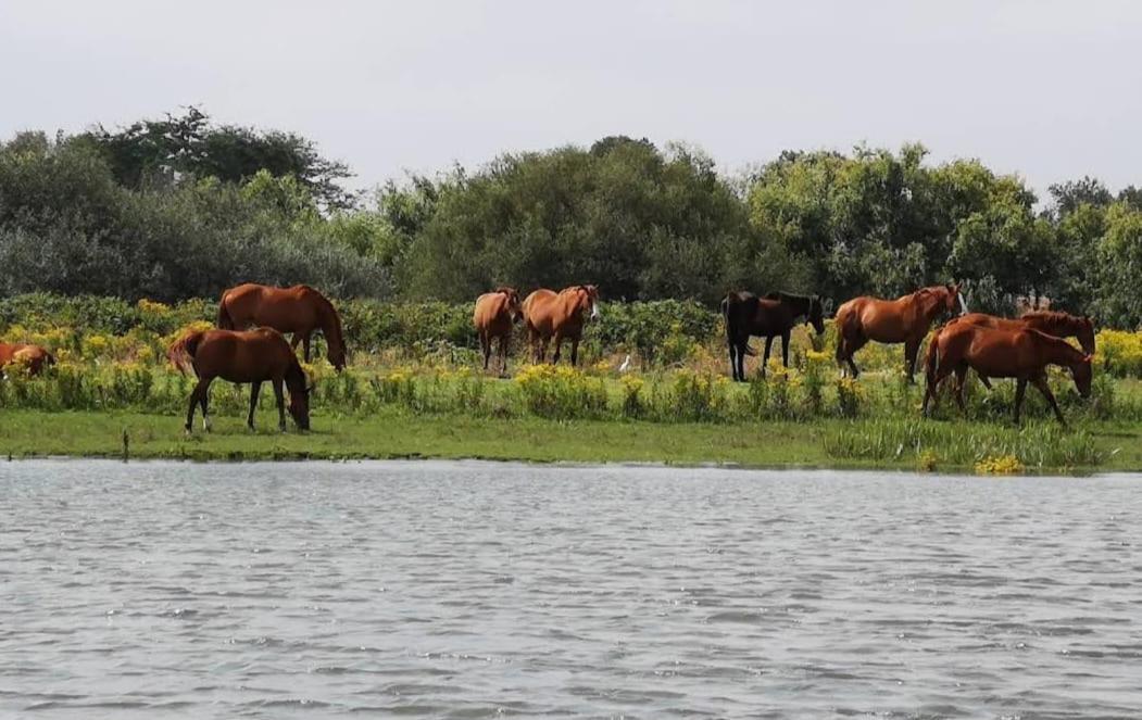 Quinta Marinhais Para Ferias No Ribatejo Buitenkant foto