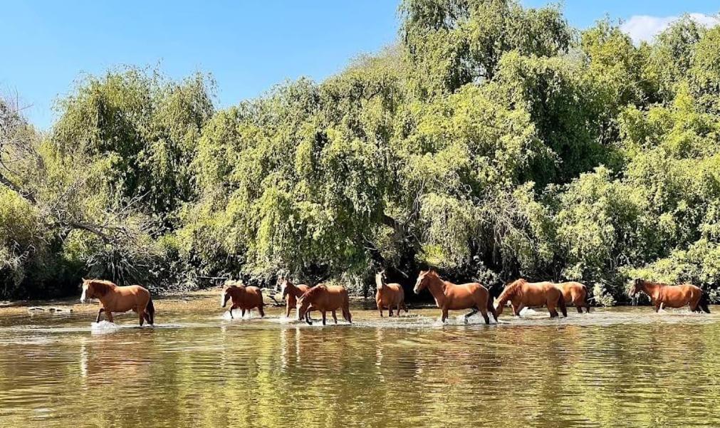 Quinta Marinhais Para Ferias No Ribatejo Buitenkant foto