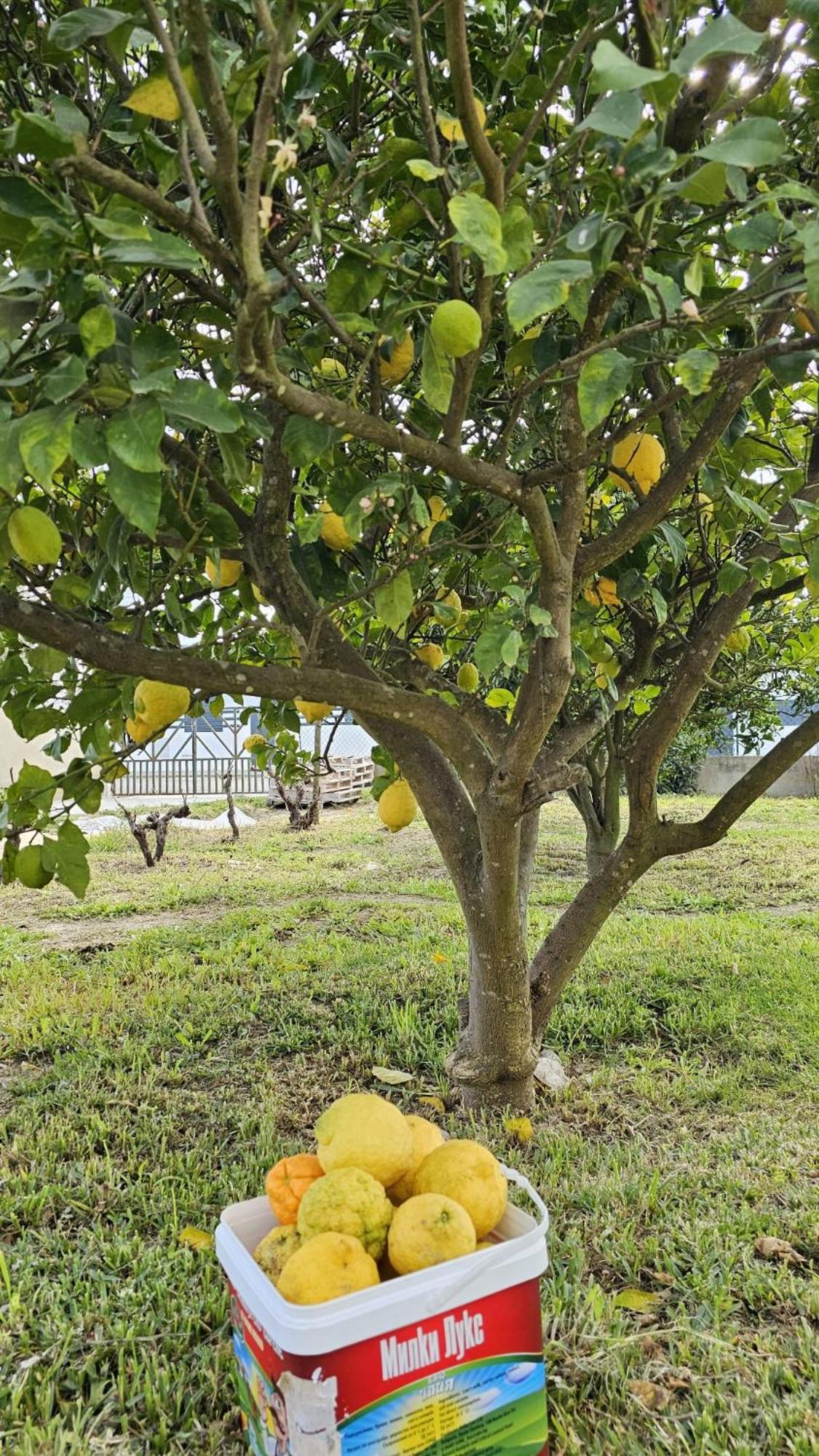 Quinta Marinhais Para Ferias No Ribatejo Buitenkant foto
